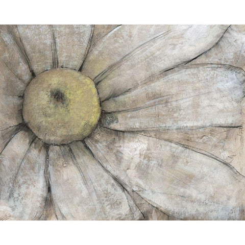 Close-Up Daisy I Black Modern Wood Framed Art Print with Double Matting by OToole, Tim