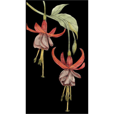 Graphic Fuchsia VI Black Modern Wood Framed Art Print with Double Matting by Goldberger, Jennifer