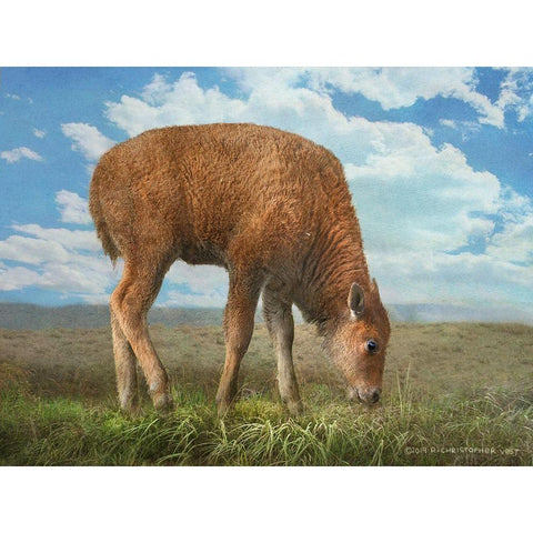 In the Meadow II White Modern Wood Framed Art Print by Vest, Chris