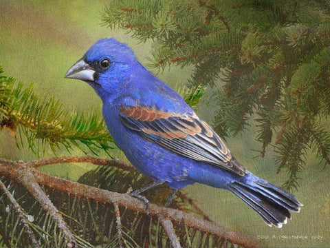 On the Branch II White Modern Wood Framed Art Print with Double Matting by Vest, Chris