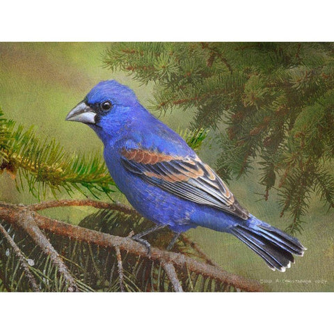 On the Branch II Black Modern Wood Framed Art Print by Vest, Chris