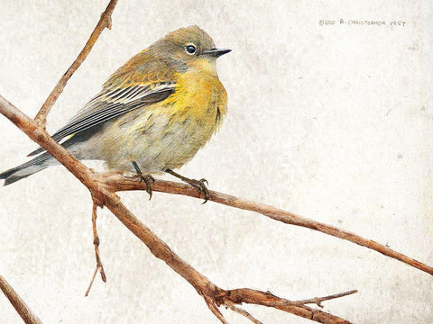 On the Branch III Black Ornate Wood Framed Art Print with Double Matting by Vest, Chris