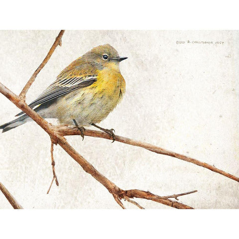 On the Branch III Black Modern Wood Framed Art Print by Vest, Chris