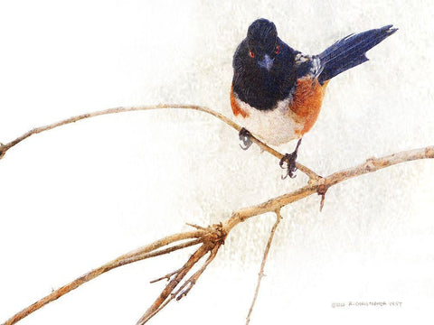 On the Branch IV White Modern Wood Framed Art Print with Double Matting by Vest, Chris