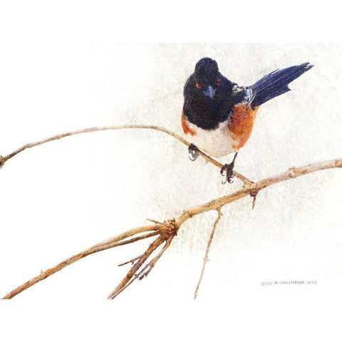 On the Branch IV White Modern Wood Framed Art Print by Vest, Chris