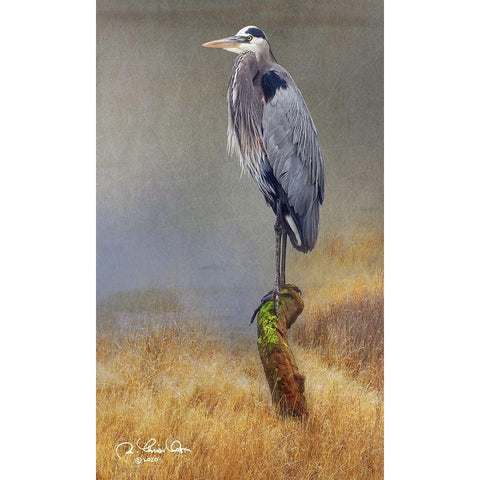 In the Water I Black Modern Wood Framed Art Print with Double Matting by Vest, Chris