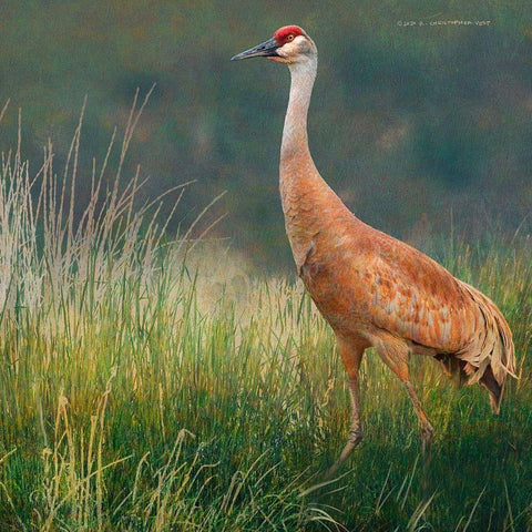 In the Water II Gold Ornate Wood Framed Art Print with Double Matting by Vest, Chris