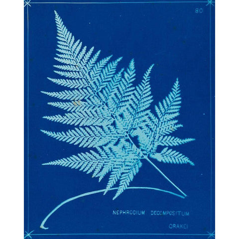Cyanotype Ferns II White Modern Wood Framed Art Print by Unknown