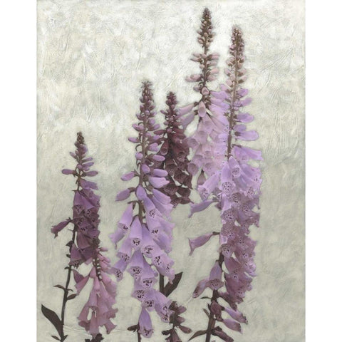 Non-Embellished Foxgloves I Gold Ornate Wood Framed Art Print with Double Matting by Zarris, Chariklia