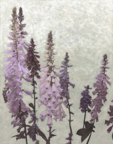 Non-Embellished Foxgloves II White Modern Wood Framed Art Print with Double Matting by Zarris, Chariklia