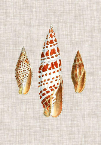 Antique Shells on Linen I White Modern Wood Framed Art Print with Double Matting by Vision Studio