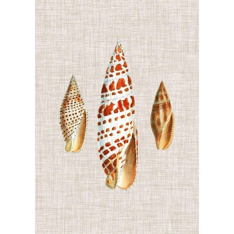 Antique Shells on Linen I Black Modern Wood Framed Art Print with Double Matting by Vision Studio