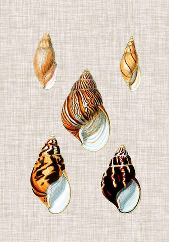 Antique Shells on Linen II White Modern Wood Framed Art Print with Double Matting by Vision Studio