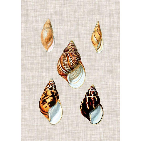 Antique Shells on Linen II Black Modern Wood Framed Art Print with Double Matting by Vision Studio