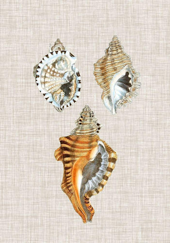 Antique Shells on Linen III White Modern Wood Framed Art Print with Double Matting by Vision Studio