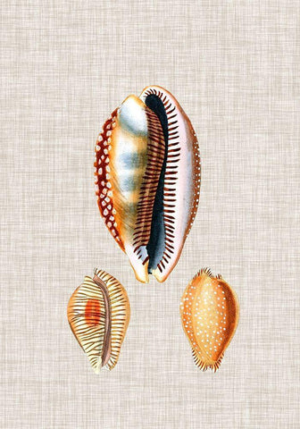 Antique Shells on Linen V Black Ornate Wood Framed Art Print with Double Matting by Vision Studio