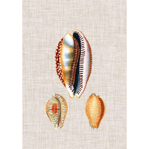 Antique Shells on Linen V White Modern Wood Framed Art Print by Vision Studio