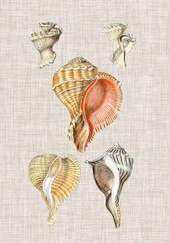 Antique Shells on Linen VI Black Ornate Wood Framed Art Print with Double Matting by Vision Studio