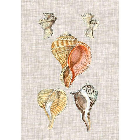 Antique Shells on Linen VI Gold Ornate Wood Framed Art Print with Double Matting by Vision Studio