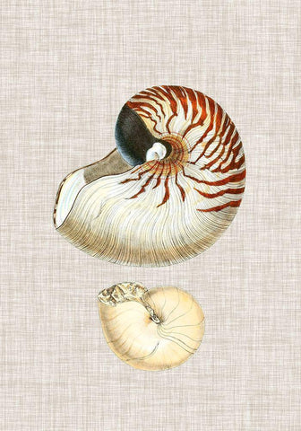 Antique Shells on Linen VII Black Ornate Wood Framed Art Print with Double Matting by Vision Studio
