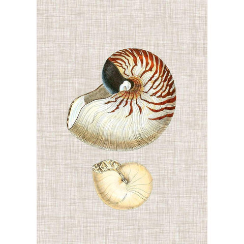 Antique Shells on Linen VII Black Modern Wood Framed Art Print with Double Matting by Vision Studio