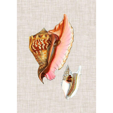 Antique Shells on Linen IX Gold Ornate Wood Framed Art Print with Double Matting by Vision Studio