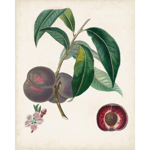 Peche Cardinale White Modern Wood Framed Art Print by Poiteau, Pierre Antoine