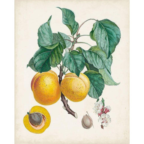 Abricot- Peche White Modern Wood Framed Art Print by Poiteau, Pierre Antoine