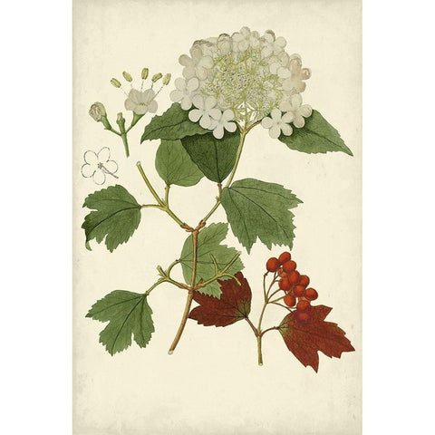 Flowering Viburnum I Black Modern Wood Framed Art Print with Double Matting by Vision Studio