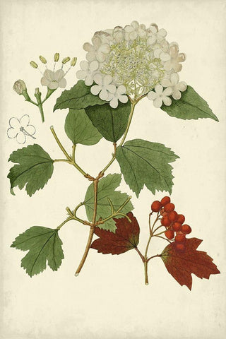 Flowering Viburnum I Black Ornate Wood Framed Art Print with Double Matting by Vision Studio