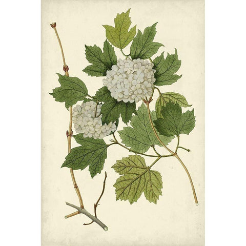 Flowering Viburnum II White Modern Wood Framed Art Print by Vision Studio