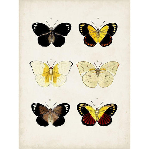 Vintage Butterflies I Black Modern Wood Framed Art Print with Double Matting by Vision Studio