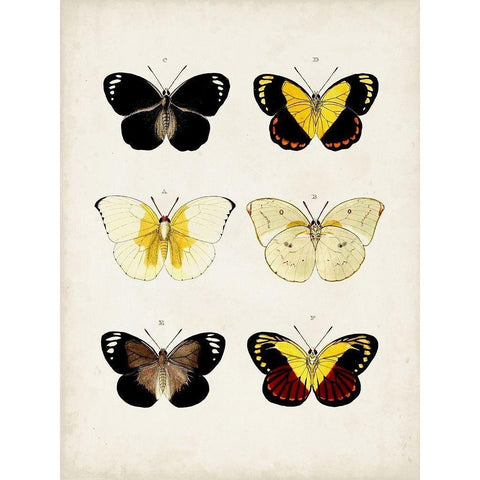 Vintage Butterflies I White Modern Wood Framed Art Print by Vision Studio