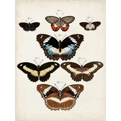 Vintage Butterflies II Black Modern Wood Framed Art Print with Double Matting by Vision Studio