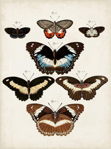 Vintage Butterflies II Black Ornate Wood Framed Art Print with Double Matting by Vision Studio