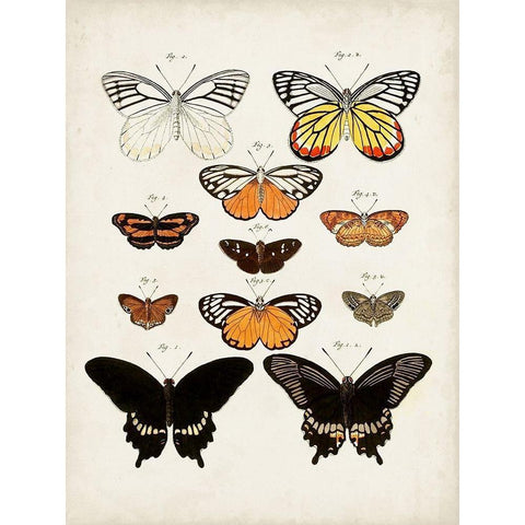 Vintage Butterflies III Gold Ornate Wood Framed Art Print with Double Matting by Vision Studio