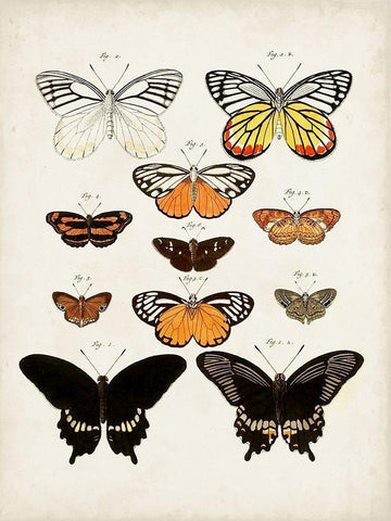 Vintage Butterflies III Black Ornate Wood Framed Art Print with Double Matting by Vision Studio
