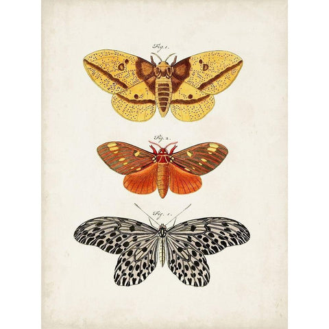 Vintage Butterflies IV Black Modern Wood Framed Art Print with Double Matting by Vision Studio