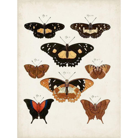 Vintage Butterflies V Gold Ornate Wood Framed Art Print with Double Matting by Vision Studio