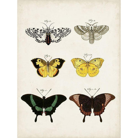 Vintage Butterflies VI Black Modern Wood Framed Art Print with Double Matting by Vision Studio