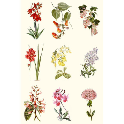 Botanical Array Chart White Modern Wood Framed Art Print by Vision Studio