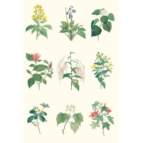 Soft Botanical Chart White Modern Wood Framed Art Print by Vision Studio