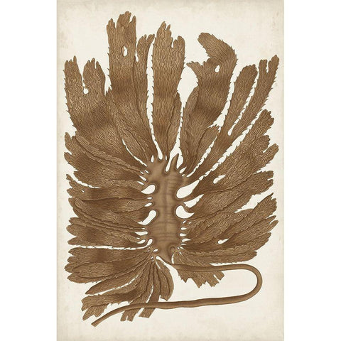 Sepia Seaweed I White Modern Wood Framed Art Print by Vision Studio