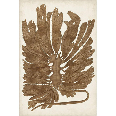Sepia Seaweed I Black Modern Wood Framed Art Print by Vision Studio