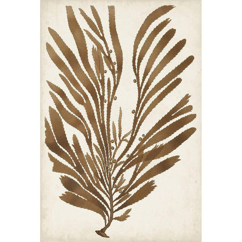 Sepia Seaweed II Black Modern Wood Framed Art Print with Double Matting by Vision Studio