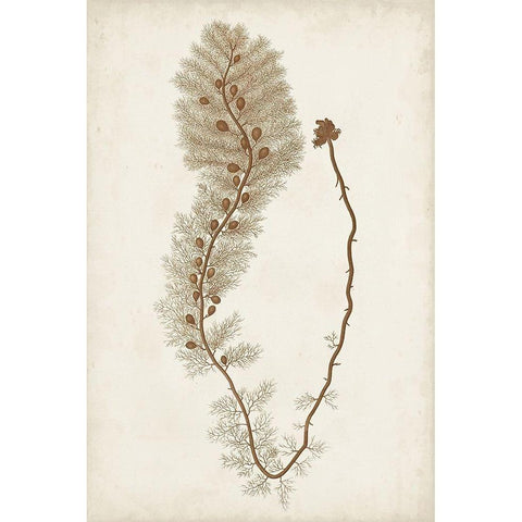 Sepia Seaweed III Black Modern Wood Framed Art Print with Double Matting by Vision Studio