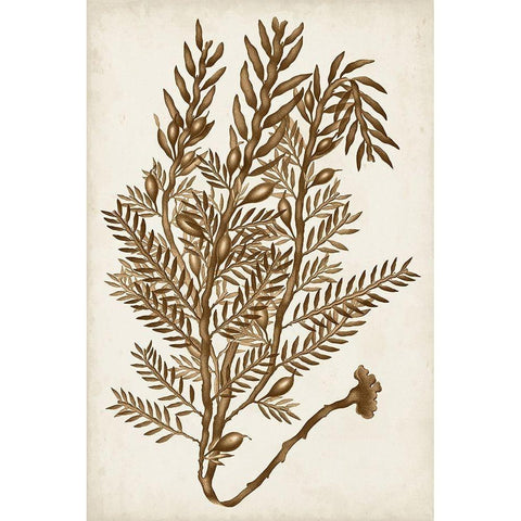 Sepia Seaweed IV Black Modern Wood Framed Art Print with Double Matting by Vision Studio