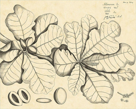 Vintage Leaf Study I Black Ornate Wood Framed Art Print with Double Matting by Von Drakenstein, H.