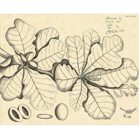 Vintage Leaf Study I White Modern Wood Framed Art Print by Von Drakenstein, H.