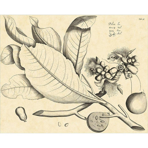 Vintage Leaf Study II Black Modern Wood Framed Art Print with Double Matting by Von Drakenstein, H.